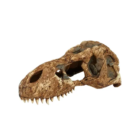 Exo Terra T Rex Skull Reptile Ornament