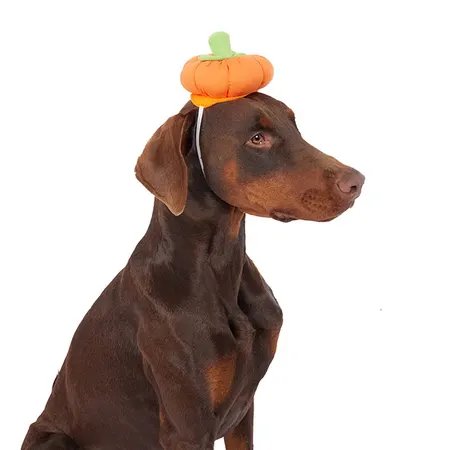 All Day Halloween Pumpkin Dog Costume Hat Medium-Large