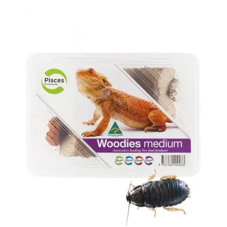 Pisces Live Woodies Medium 40 Pack