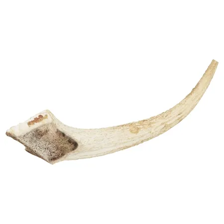 Watch & Grow Whole Deer Antler Dog Treat L x 2